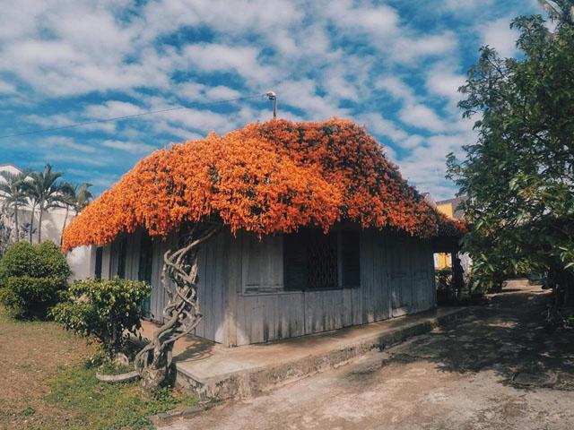 Ngắm nhìn ngôi nhà phủ kín hoa xác pháo màu cam trên mái đẹp như một bài thơ